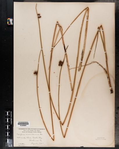 Scirpus americanus