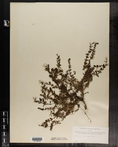 Plantae