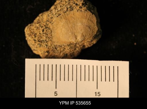 Billingsella coloradoensis