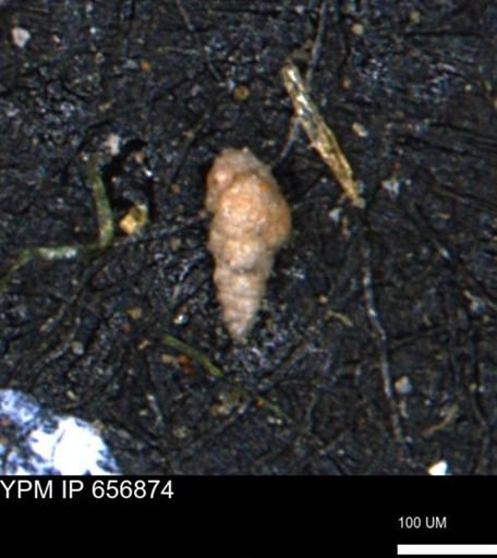 Verneuilinoides kansasensis