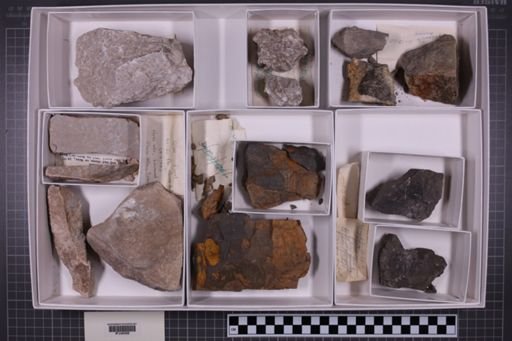 mixed taxa, stratigraphic collection