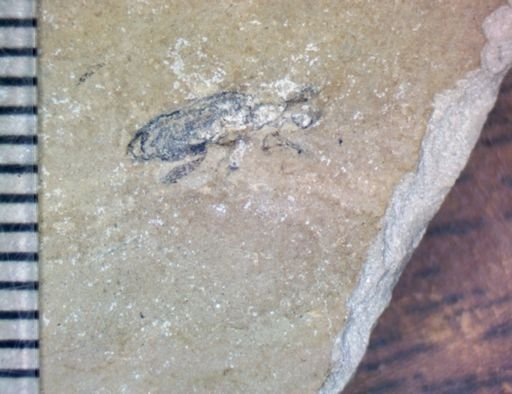undet. Coleoptera