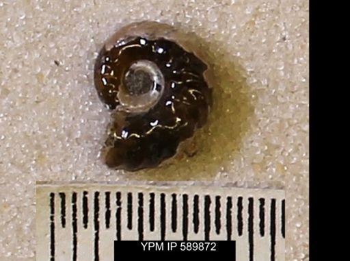 undet. Scaphitidae