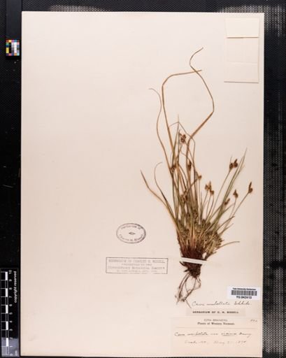 Carex vaginata