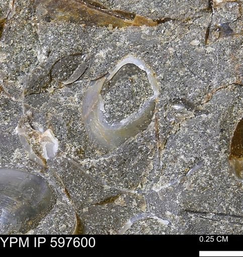 undet. Bivalvia