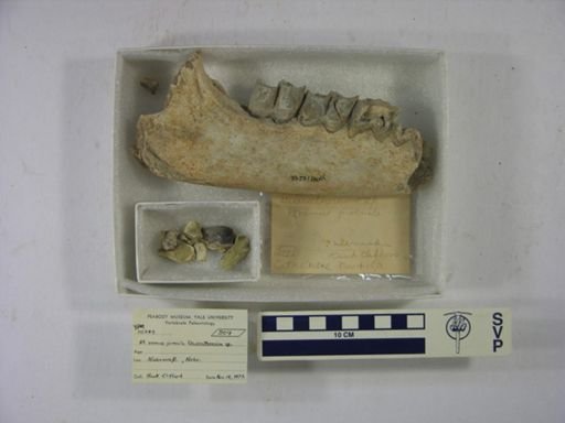 Diceratherium?