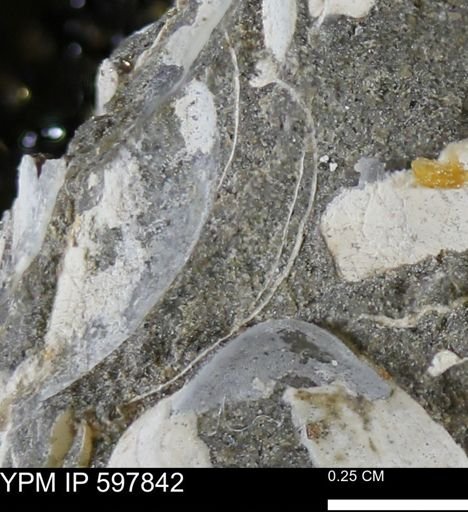 Limopsis striatopunctatus