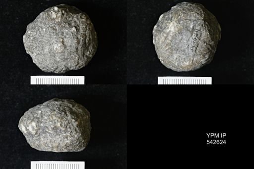 Dolatocrinus sp.