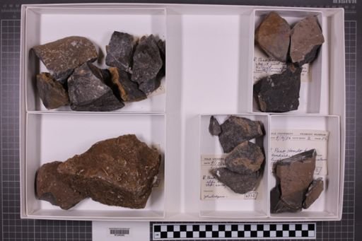 mixed taxa, stratigraphic collection