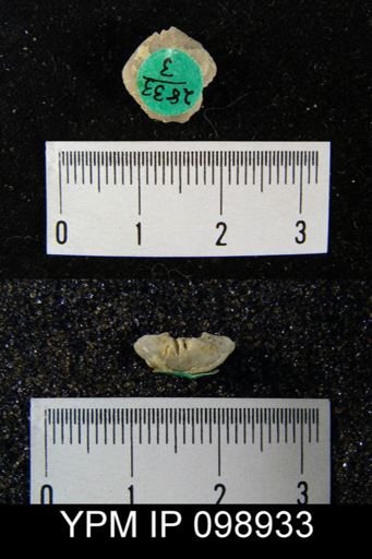 Rhipidomella oblata emarginata