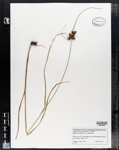 Bolboschoenus maritimus