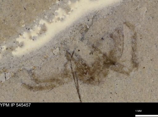undet. Arachnida