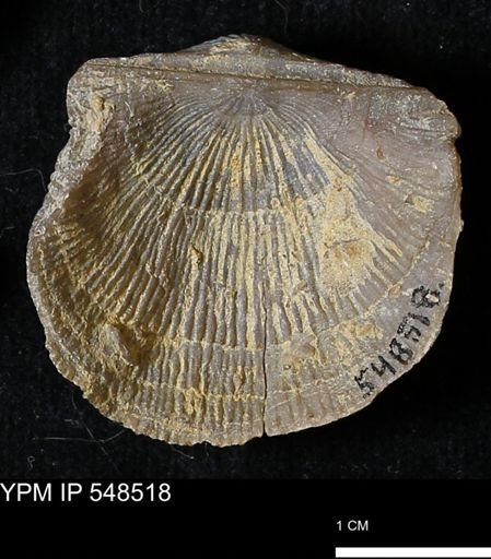 Stropheodonta navalis