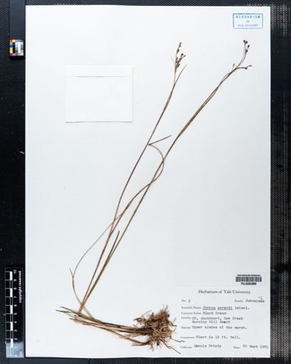 Juncus