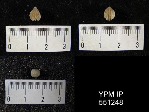 Camarotoechia acinus