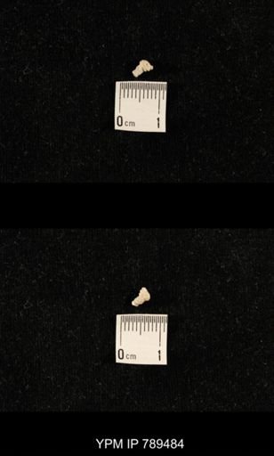 undet. Bryozoa