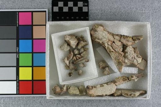 Hyaenodon crucians