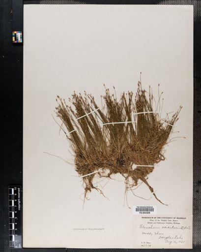 Eleocharis