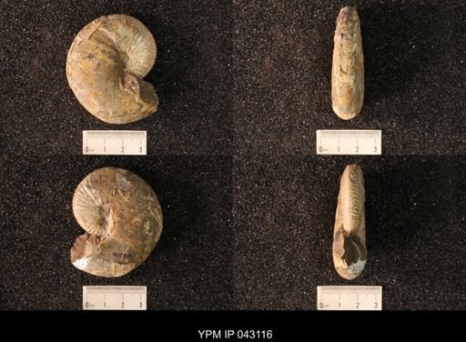 Hoploscaphites nicolletii