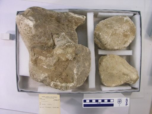 Mammut americanum