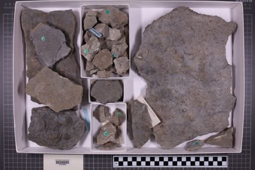 mixed taxa, stratigraphic collection