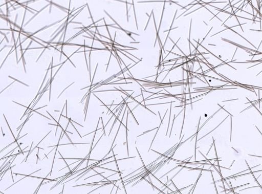 Halichondria