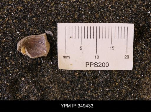 Limopsis striatopunctatus