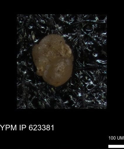 undet. Foraminiferida