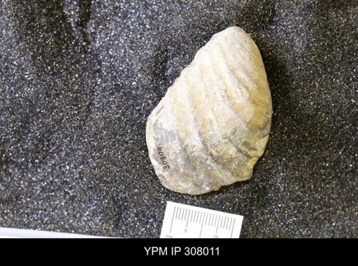 Inoceramus sp.
