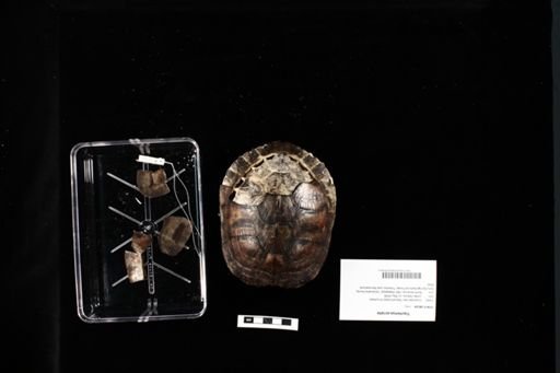 Trachemys scripta