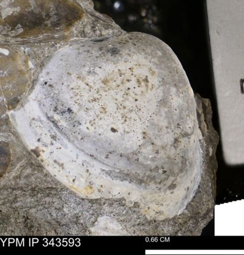 undet. Bivalvia