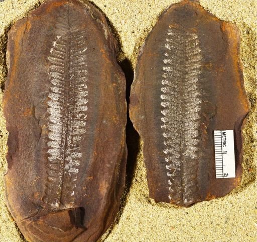Pecopteris
