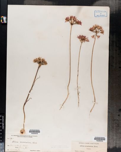 Allium