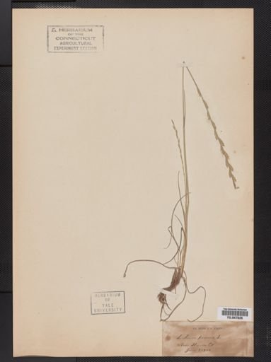 Lolium perenne