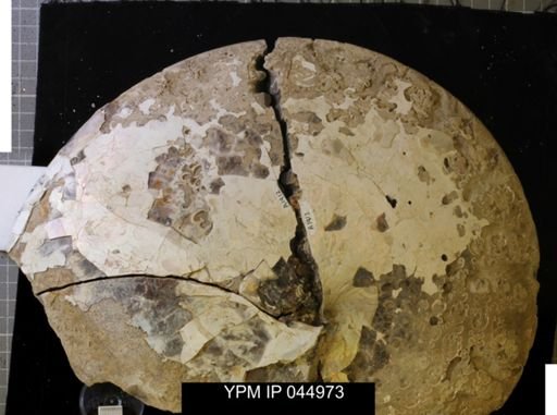 Sphenodiscus lenticularis