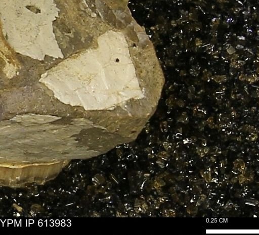 undet. Mollusca