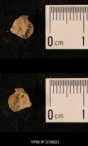 Ambocoelia planoconvexa