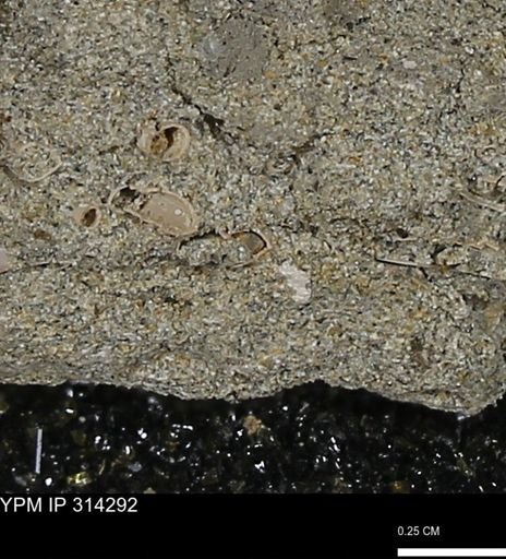 undet. Scaphopoda