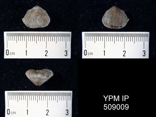 Zygospira meafordensis