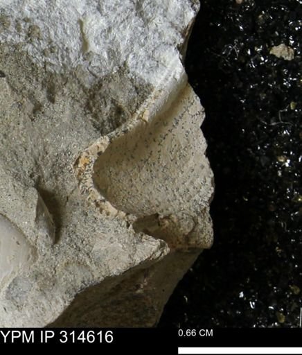 undet. Mollusca