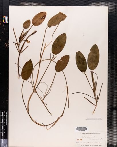 Potamogeton natans