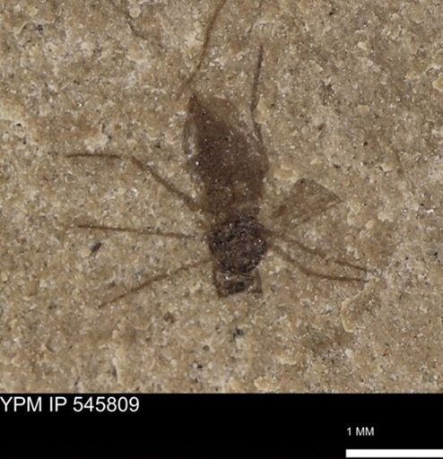 Diptera?
