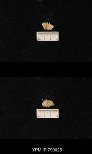 Leptodus sp.