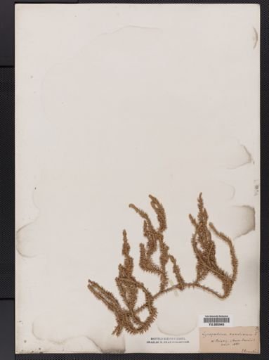 Lycopodium annotinum
