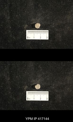 Euphemites carbonarius