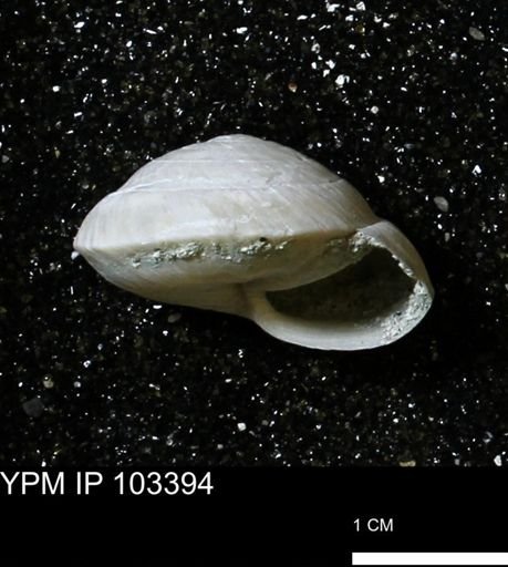 Poecilozonites bermudensis zonatus