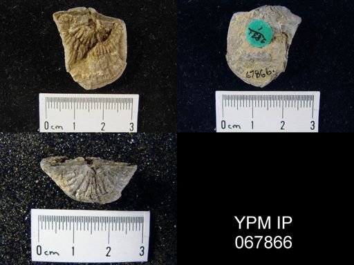 Orthostrophia strophomenoides