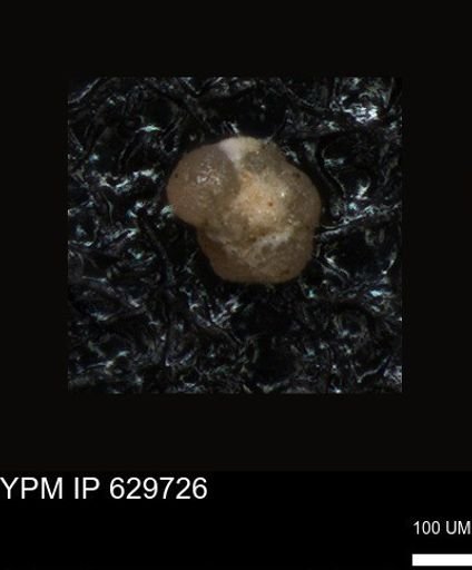 undet. Foraminiferida