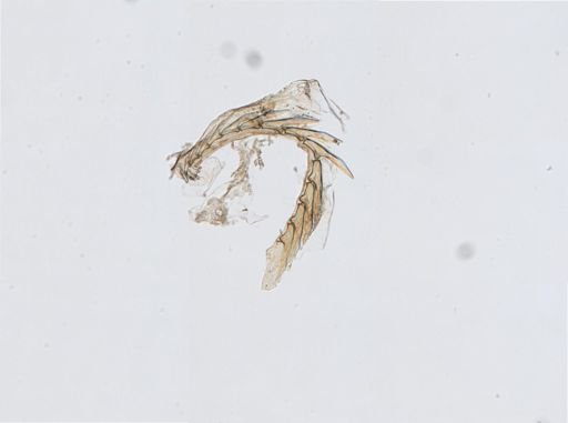 Elysia chlorotica