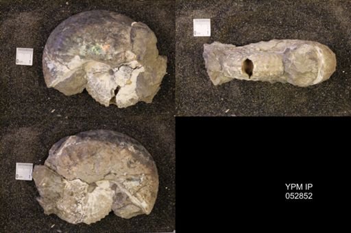 Discoscaphites gulosus
